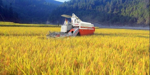农业农村部：2021年中国将继续实施大豆振兴计划