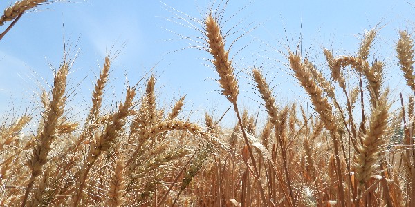 粮食供需并无缺口