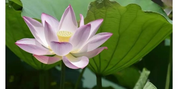 联农三角带厂家小提示：大暑注意防晒哦！